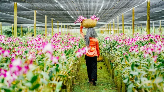 Mulhersaque h2betcostas caminhando com cesto na cabeça entre orquídeas