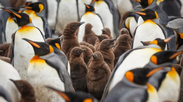pinguinos con sus crías
