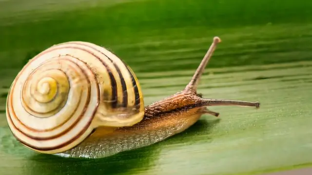 সবুক ব্যাকগ্রাউন্ডে বাদামী শামুক