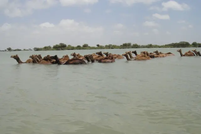 ખારાઈ ઊંટ, કચ્છ