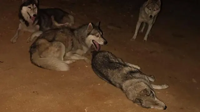 తెలంగాణ, జంతువులు, చట్టం