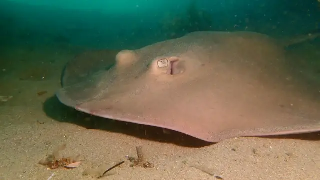 Ikan pari biasanya banyak ditemukan di lepas pantai Australia bagian timur