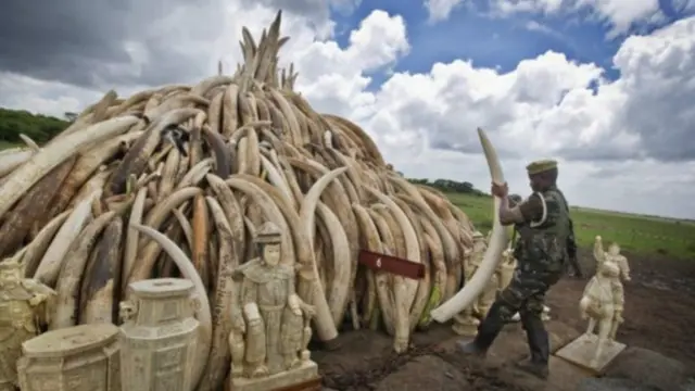 අනවසර ඇත්දත් ගිනිබත් කිරීමට