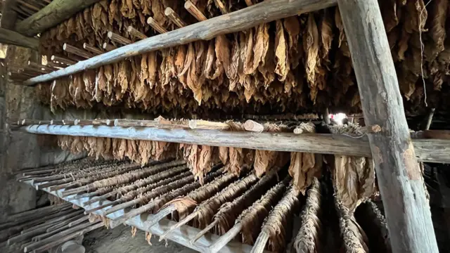 Local de armazenamento e secagem das folhas de tabaco após a colheita