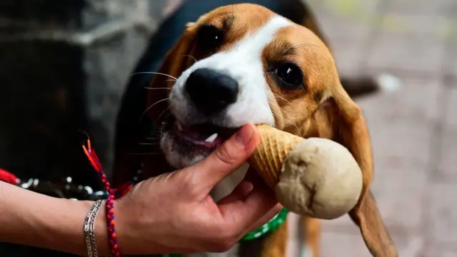 Perro toma helado en México.