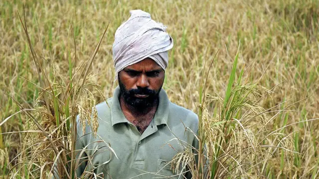 ఆంధ్రప్రదేశ్ మొక్కజొన్న రైతు