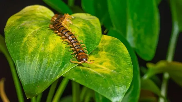 Un mille-pattes sur une feuille