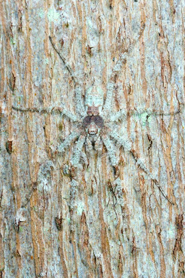 A large spider camouflaged on tree bark