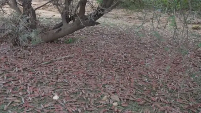 ኣብ ጋሕተላይ ዝወደቐ ዕስለ ኣንበጣ ምድረበዳ