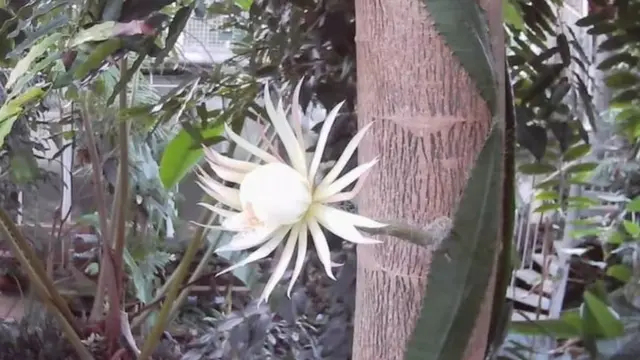 селеніцереус або королева ночі