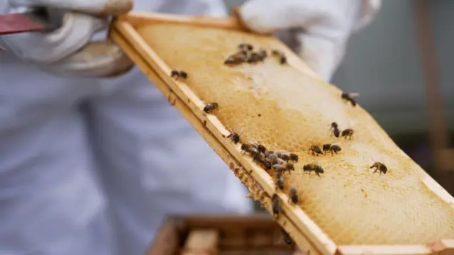 Pessoa com luva segurando uma parte da colmeia com mel e abelhas na superfície