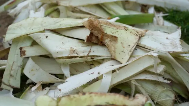 እንሰት ረሃብን ለመቋቋም ካለው ጠቀሜታ አንጻር 'the tree against hunger' ይባላል።