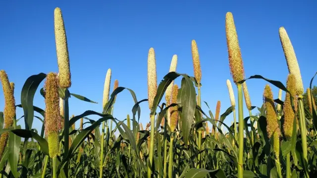 జొన్నలు