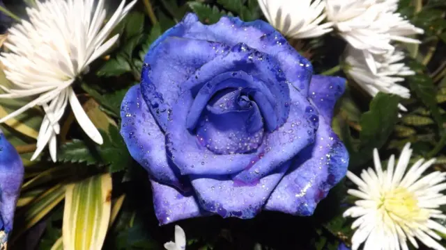 Flor azul