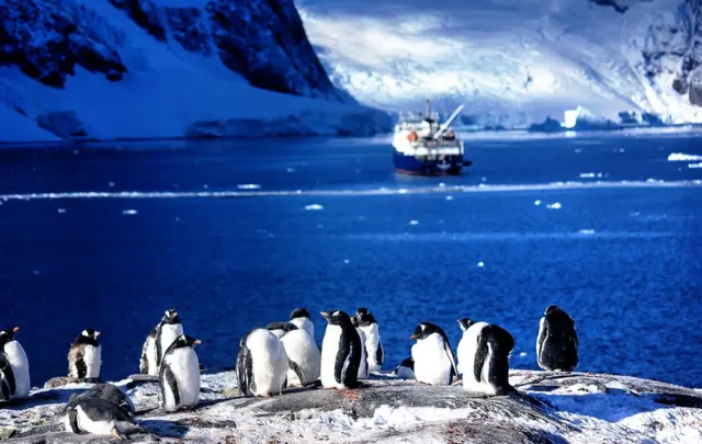 அபி கௌல்டிங்: “அட்லாண்டிக் தீபகற்பத்திலுள்ள லெமைய்ரி கால்வாயின் தெற்கில் அழகான அமைதியான நாள் எடுக்கப்பட்ட புகைப்படம். இந்த ஜென்டூ பென்குயின்கள் எங்கள் குழுவினரை பற்றி கவைலைப்படாமல் சில சிறந்த புகைப்படங்களை கிளிக் செய்ய அனுமதித்தன”.