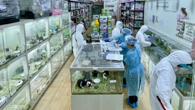 வெள்ளை எலிகளில் கொரோனா வைரஸ் பிறழ்வு ஏற்பட்டதாக ஹாங்காங் அதிகாரிகள் கூறுகிறார்கள்