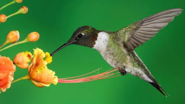 Обыкновенный колибри (Archilochus colubris)