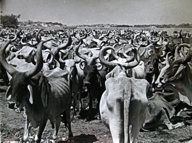 અછતનો ભોગ બનેલી ગાયો એક કૅમ્પમાં.