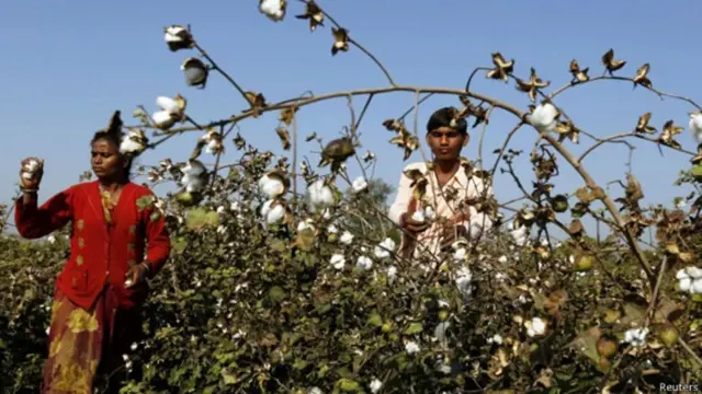 કપાસ ઉતારતી મહિલા અને પુરુષ