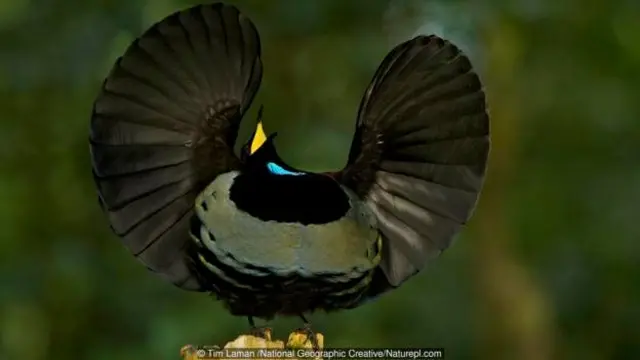 Butuh beberapa tahun bagi cenderawasih jantan untuk mempelajari tariannya.