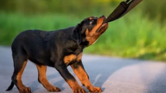 "Дароо эле атайын иттерди, криминалисттерди алып ишти башташат. Бирок ата-энелер, алардын тууган уруктары нааразы пикирин айткан учурлар бар",- дейт ИИМдин өспүрүмдөр менен иштөө башкармалыгын башчысы Азамат Абдархманов.