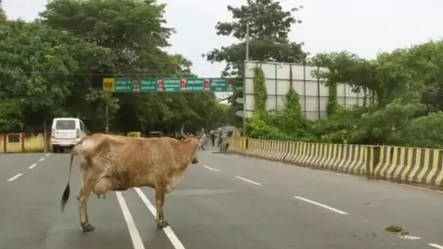 ગાયોના કારણે અકસ્માત