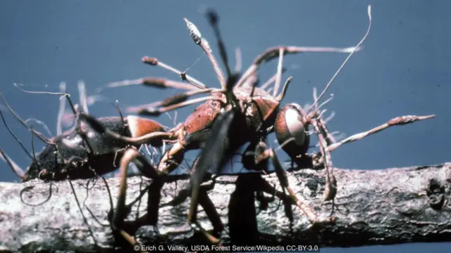 Video game The Last of Us membayangkan umat manusia dihancurkan oleh galur mutasi jamur cordyceps.