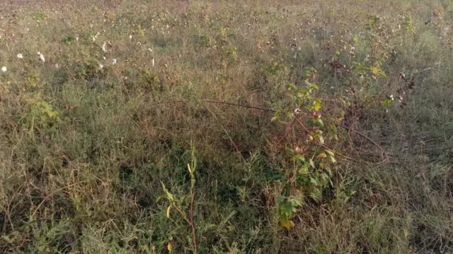 રામકુભાઈ