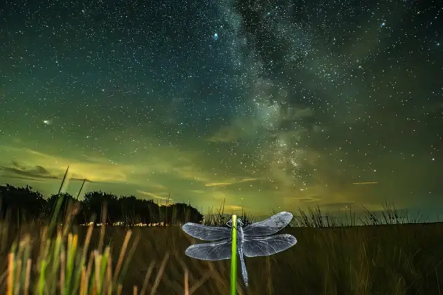 Slika vilinog konjica sa Mlečnim putem u pozadini ušla je u uži izbor