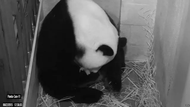 Mei Xiang with a panda cub