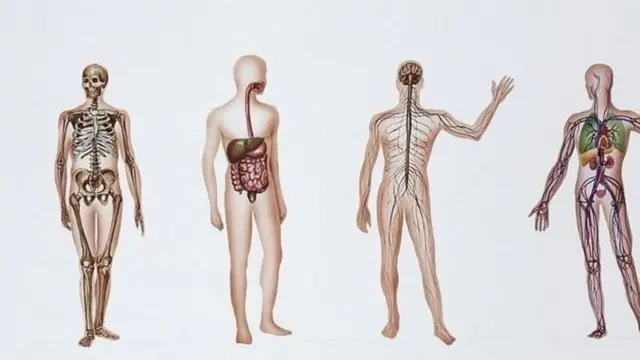التبرع بالأعضاء البشرية