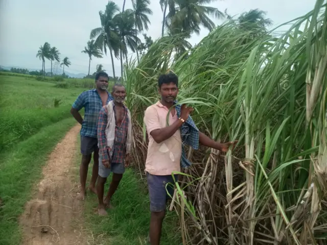 చెరకు పంట