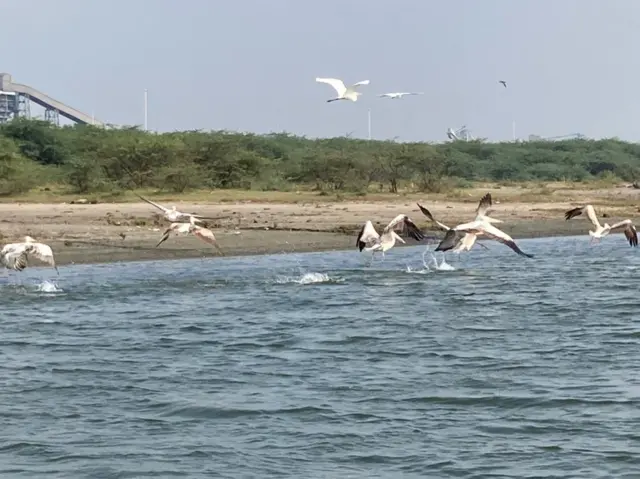 அழிவை எதிர்நோக்கும் சிங்க இறால், நெத்திலி மீன் 