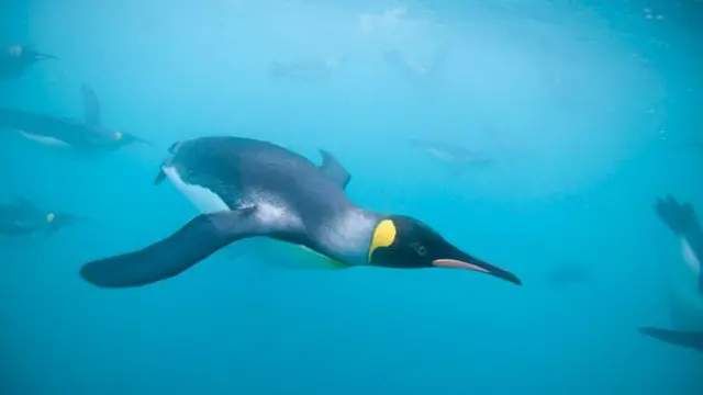 পেঙ্গুইন সমুদ্রের ৫৫০ মিটার গভীর পর্যন্ত সাতারে যেতে পারে। 