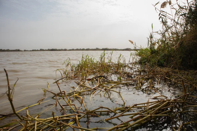 Le fleuve Sénégal serpente à travers l'estuaire du parc national du Djoudj, dans le nord du Sénégal, près de Saint-Louis.