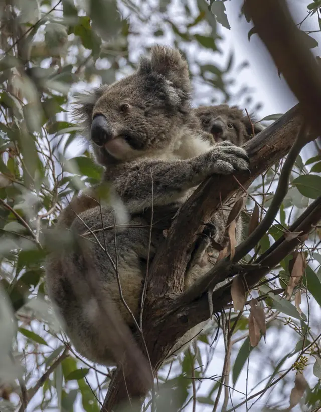 Una cría de koala se asoma detrás de su madre entre las ramas de los árboles de The Koala Sanctuary.