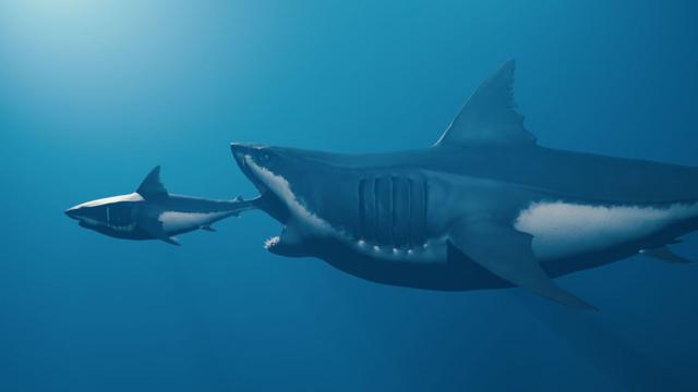 Gran megalodón devorando a un tiburón más pequeño