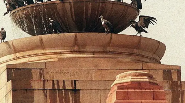 델리의 대통령 궁 정수기 위에 모여 있는 독수리 떼의 사진