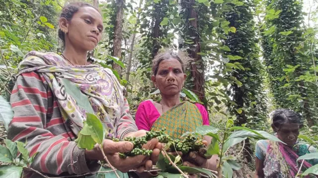 మిరియాలు