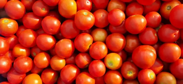 టమాటాలు