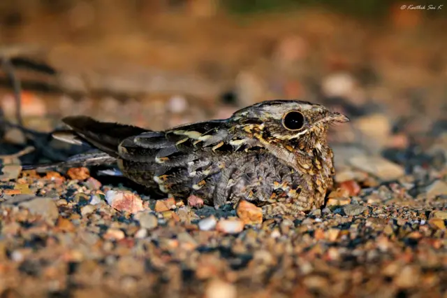 వరల్డ్ ఫొటోగ్రఫీ డే 