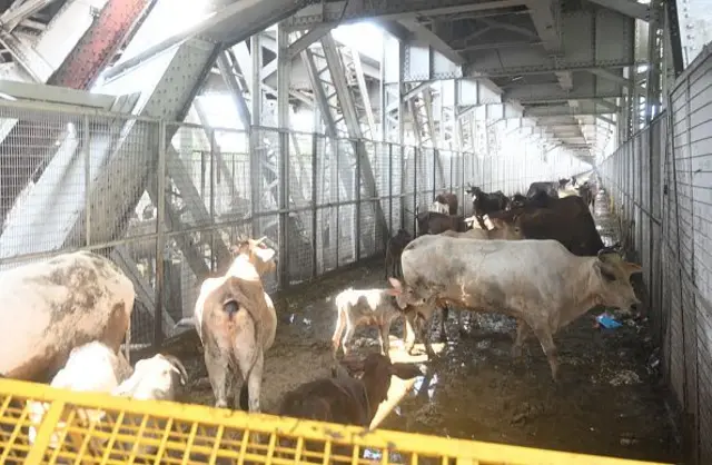 యమున వరదల కారణంగా బ్రిడ్జిపై చేరిన పశువులు