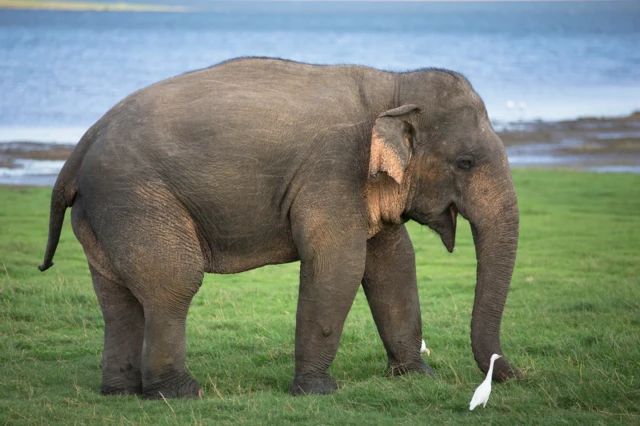 ‘ኣብ ላዕላይ መንደር እንታይ ይውረ ኣሎ?’ 