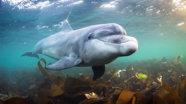 헤엄치는 돌고래