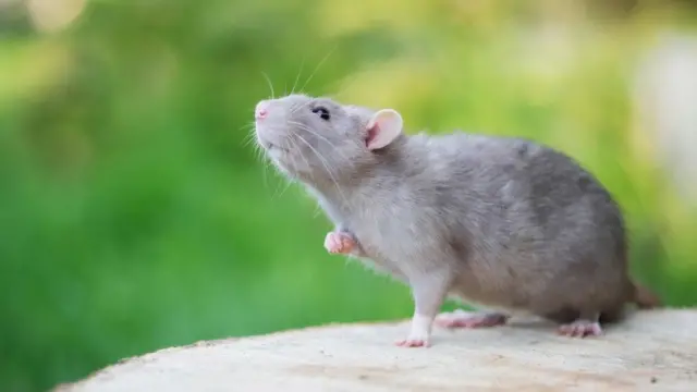 فأر ينظر لأعلى