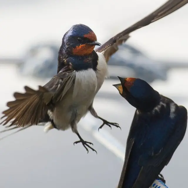 Dos golondrinas comunes.