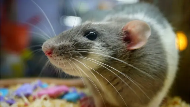 Если британским ученым удалось получить искусственные эмбрионы из стволовых клеток грызунов, то следующий на очереди - человек?