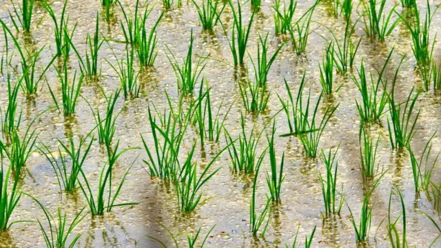 बासमती की खेली