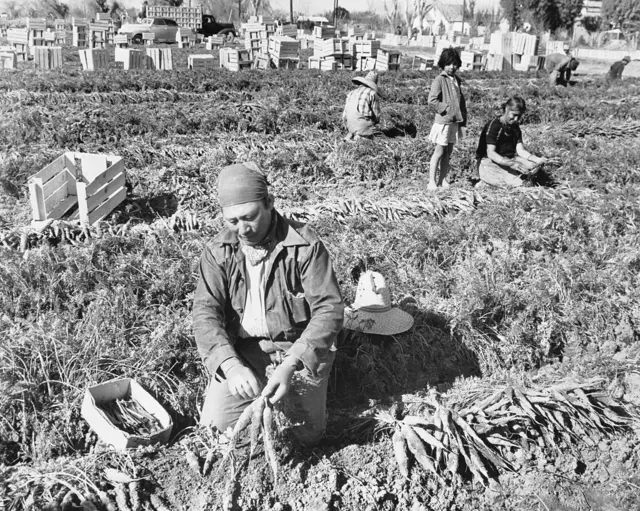 Un trabajador del programa Bracero, importado durante la Segunda Guerra Mundial, cosechando zanahorias en un campo. (Foto de © Archivos Nacionales/CORBIS/Corbis a través de Getty Images)
