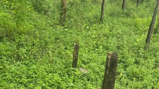 கோவை, பசுமை, மரத்தை வேரோடு பிடுங்கி மறுநடவு